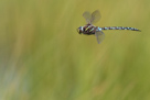 Vážky v letu - Dragonflies in Flight