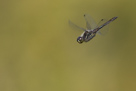 Vážky v letu - Dragonflies in Flight