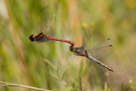 Vážky v letu - Dragonflies in Flight