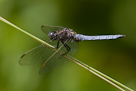 Anisoptera - Vážky, šídla, páskovci a lesklice