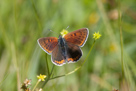 Motýli - Lepidoptera