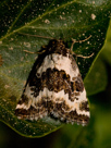 Motýli - Lepidoptera