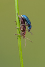 Brouci -  Coleoptera