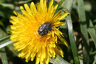 Brouci -  Coleoptera