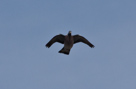 Aves - Ptáci