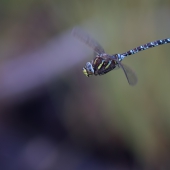 aeshna-juncea-dif-img_2275-edit_0
