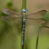 aeshna-viridis-8084