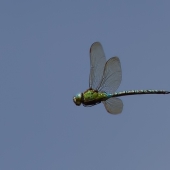 aeshna-viridis-8278-edit