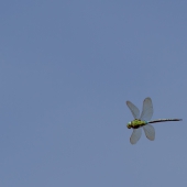 aeshna-viridis-8279-edit
