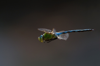 anax-imperator-dif-_5605