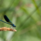 calopteryx-splendens-_mg_3595