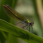 calopteryx-splendens-g_7499