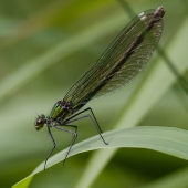 calopteryx-splendens-img_1367-edit