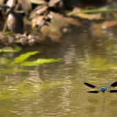 calopteryx-splendens-img_5578-edit