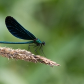 calopteryx-virgo-_mg_3621