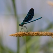 calopteryx-virgo-_mg_3657