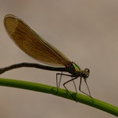 calopteryx-virgo-img_4531