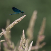calopteryx-virgo-img_6930