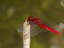 <em>Crocothemis erythraea</em> - Vážka červená