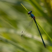 lestes-sponsa-3786-samice-teneral