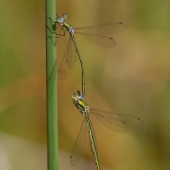 lestes-virens-6451-samice-teneral