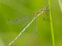 <em>Lestes virens</em> - Šídlatka zelená
