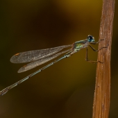lestes-viridis-0557-samice-teneral