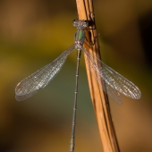 lestes-viridis-0568-samice-teneral