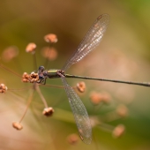 lestes-viridis-0623-samice-teneral