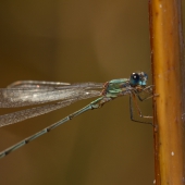 lestes-viridis-0644-samice-teneral