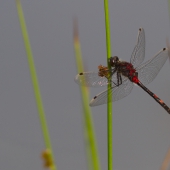 leucorrhinia-dubia-1003-samice-teneral