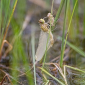 leucorrhinia-dubia-2517-samice-teneral