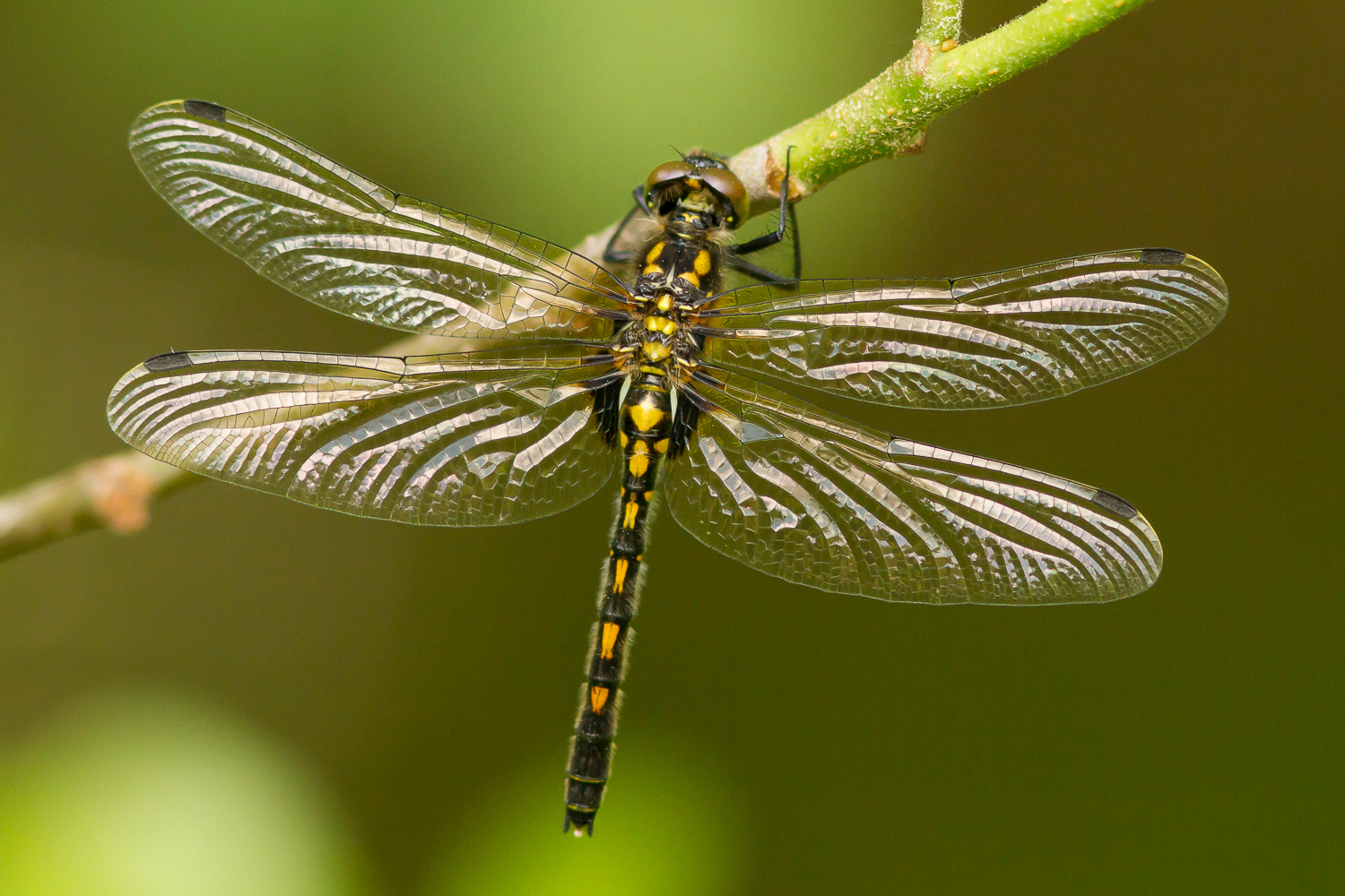 leucorrhinia-dubia-0182-samice-teneral
