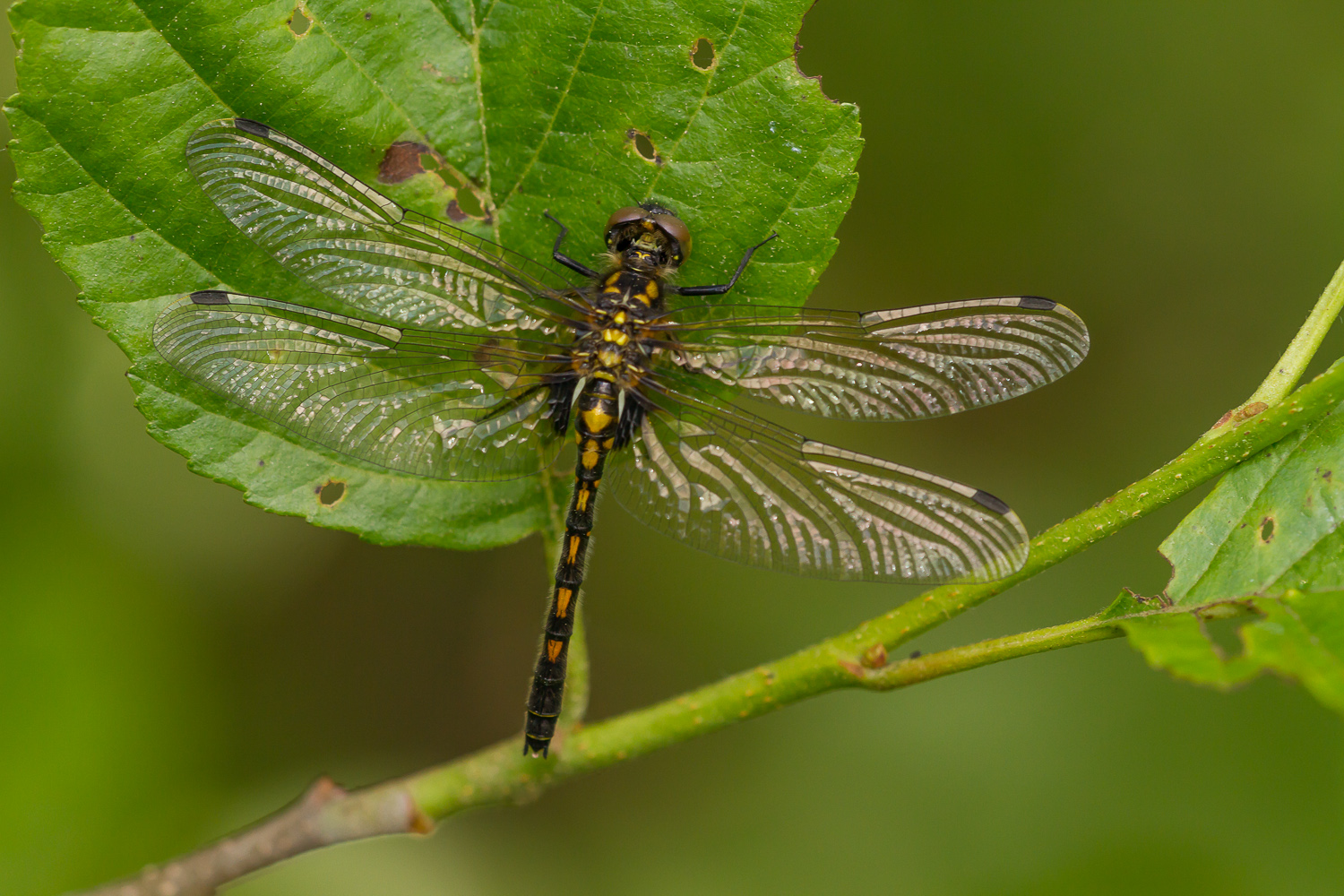 leucorrhinia-dubia-0201-samice-teneral