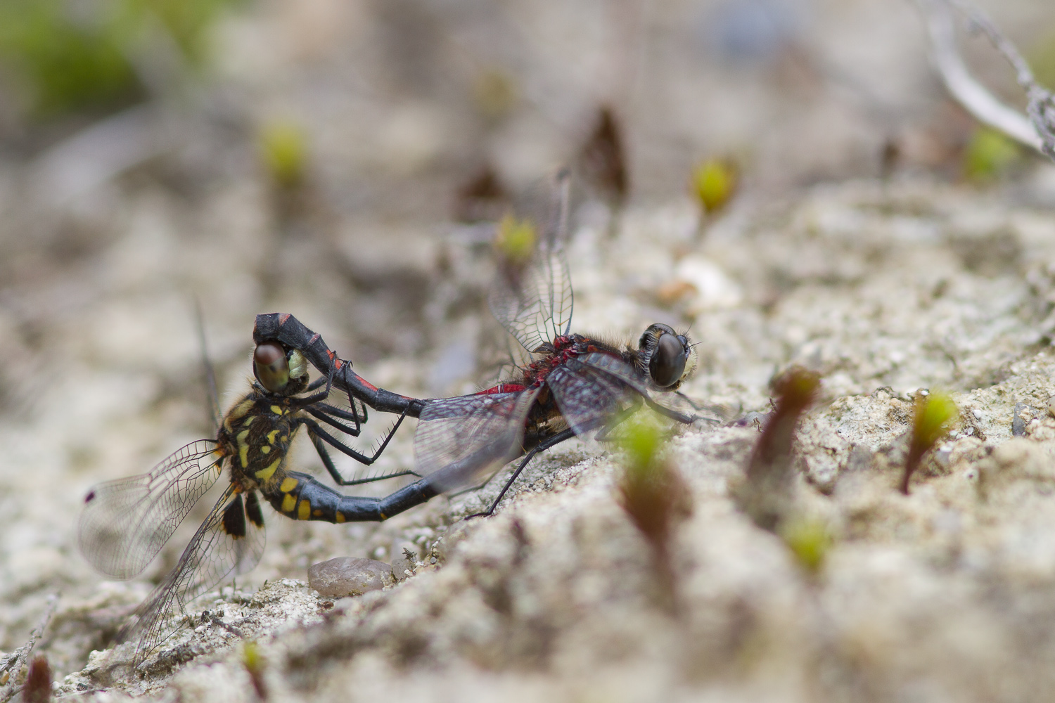 leucorrhinia-dubia-0486-samice-teneral