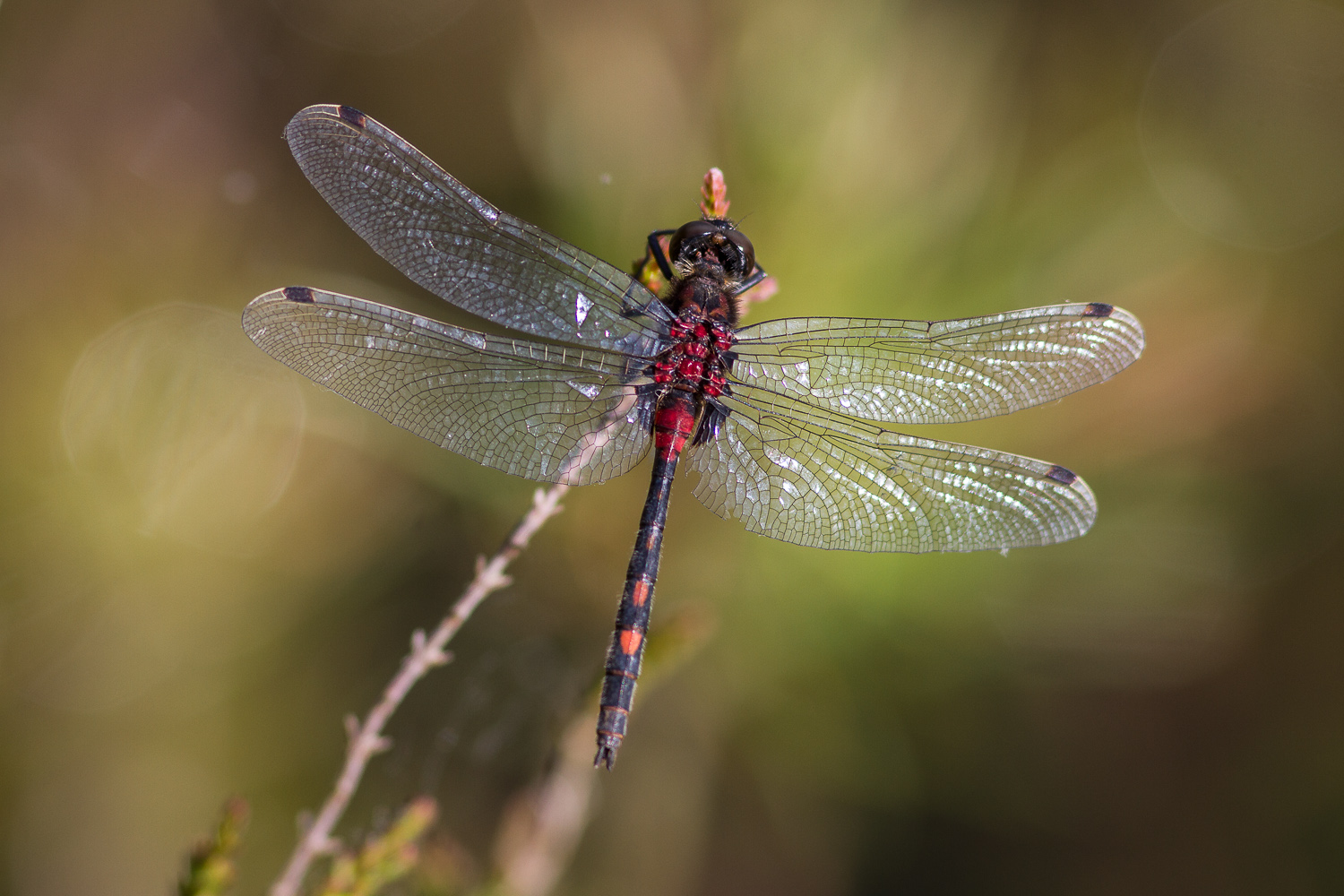 leucorrhinia-dubia-0830-samice-teneral