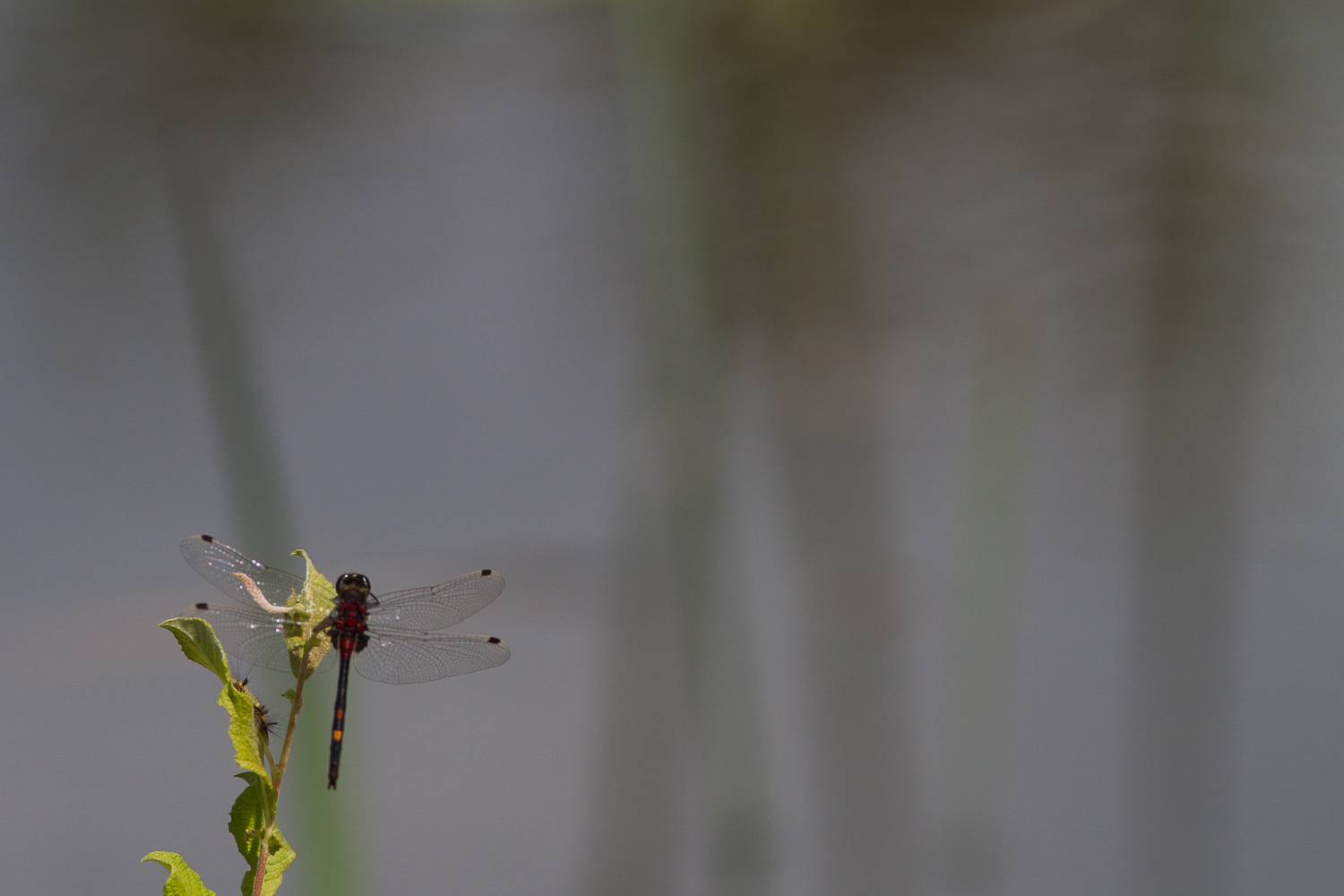 leucorrhinia-dubia-0854-samice-teneral