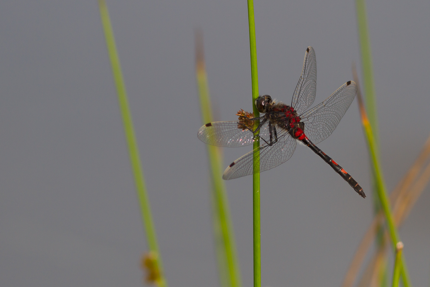 leucorrhinia-dubia-1003-samice-teneral