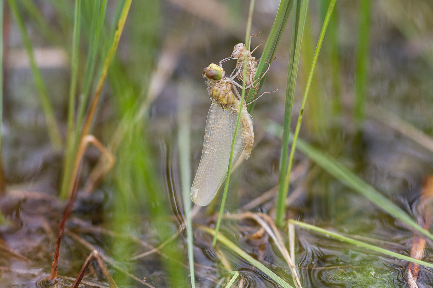 leucorrhinia-dubia-2517-samice-teneral