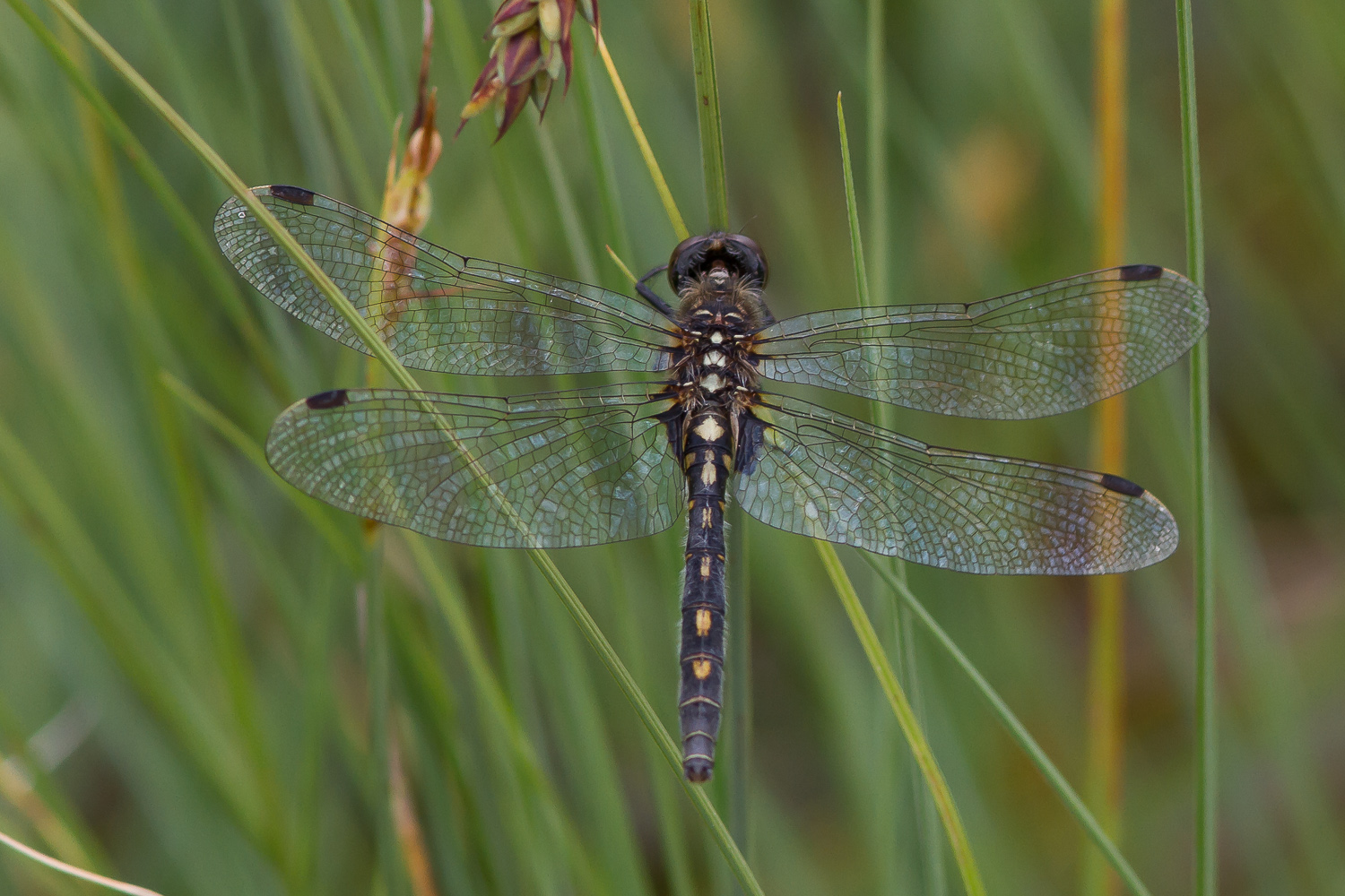 leucorrhinia-dubia-2531-samice-teneral