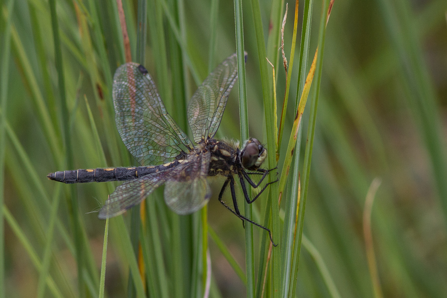leucorrhinia-dubia-2545-samice-teneral