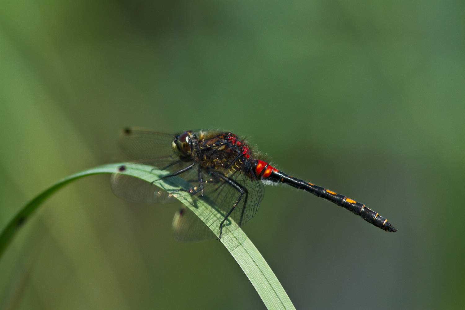 leucorrhinia-dubia-7838-samice-teneral