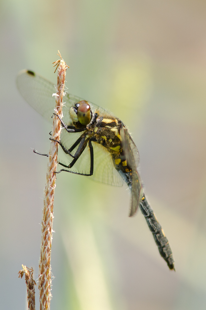 leucorrhinia-dubia-7863-samice-teneral