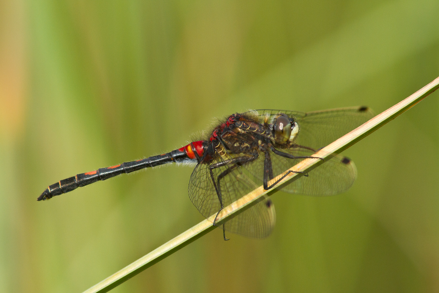 leucorrhinia-dubia-7945-samice-teneral