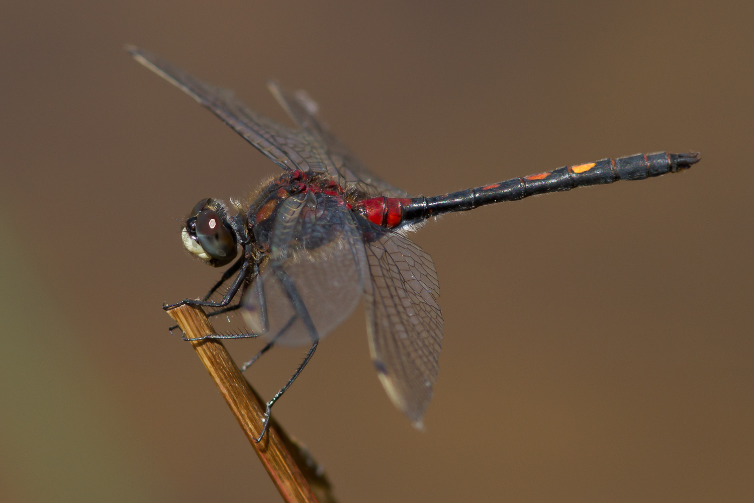 leucorrhinia-dubia-9581-samice-teneral