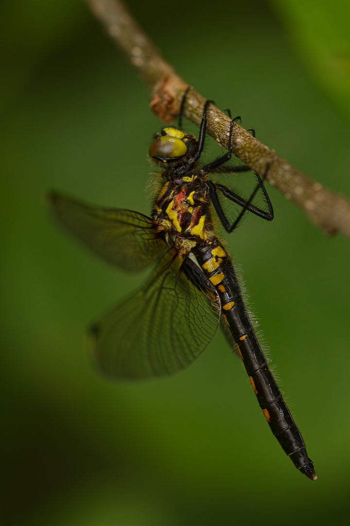 leucorrhinia-dubia_-2-samice-teneral-2