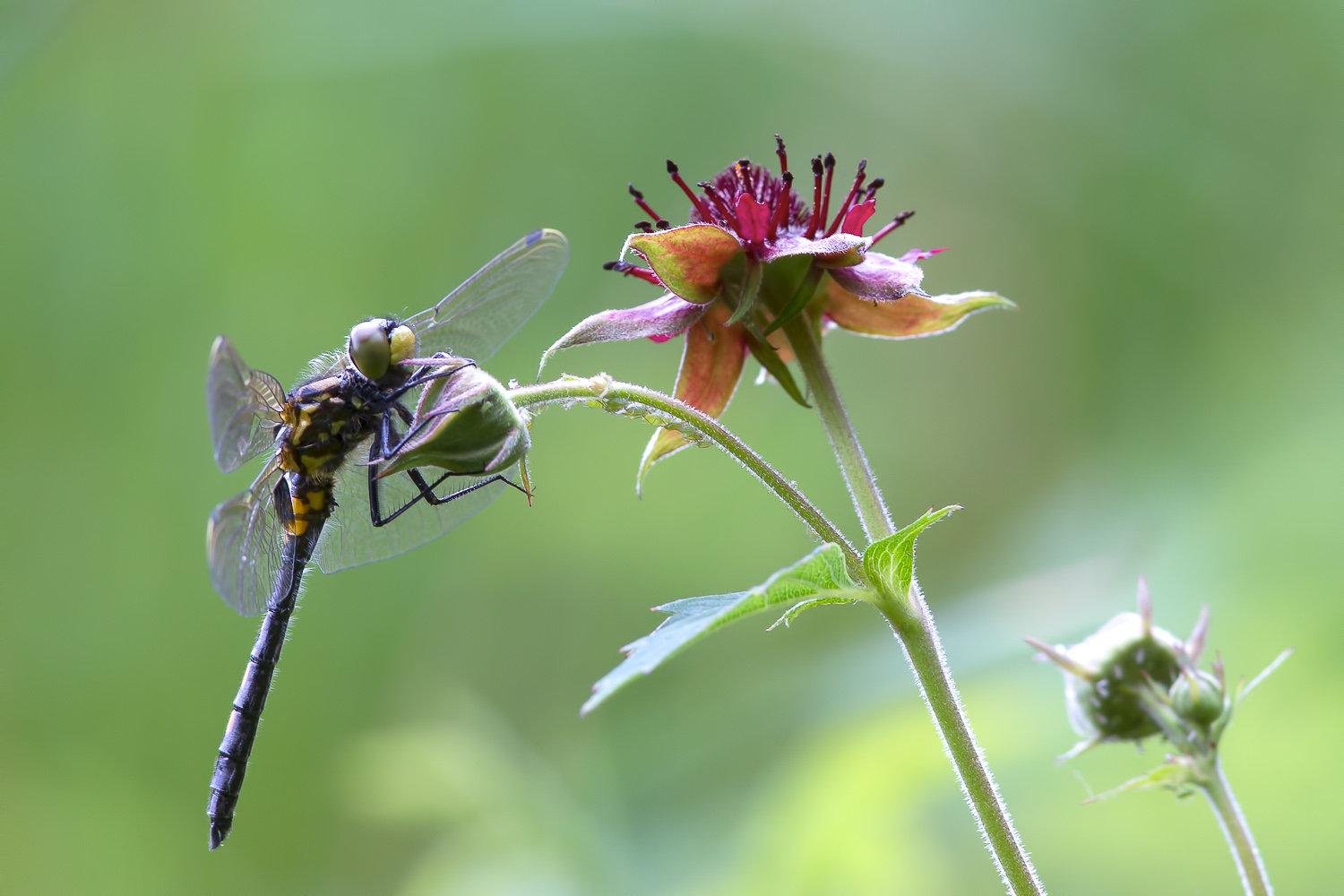 leucorrhinia-dubia_-2-samice-teneral