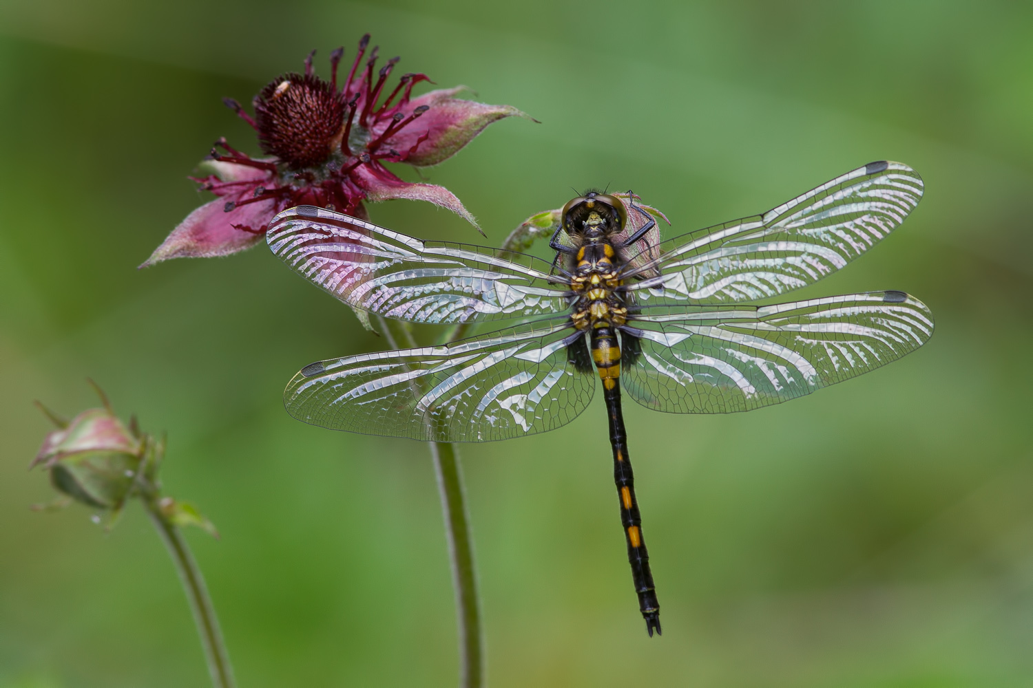 leucorrhinia-dubia_-samice-teneral-2