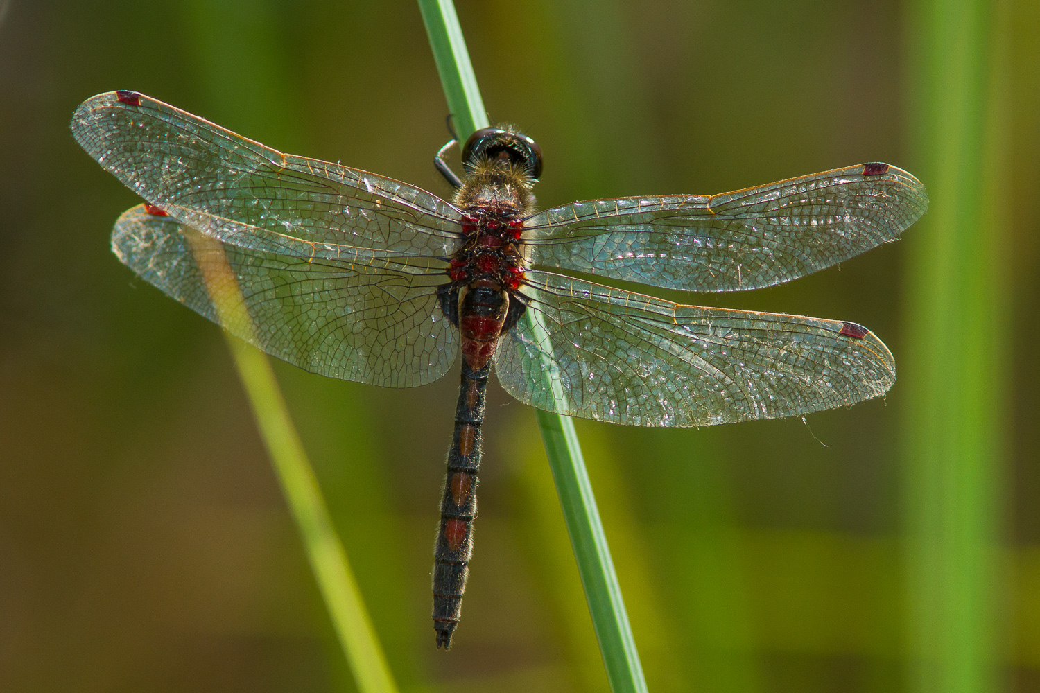 leucorrhinia-rubicunda-8370