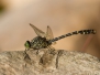 <em>Onychogomphus forcipatus</em> - Klínatka vidlitá